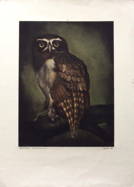 Spectacled Owl by Jack Coutu - Artist's Proof